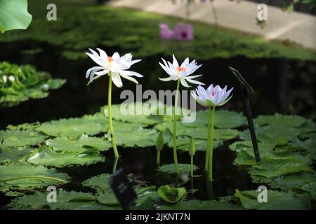 Eine Nahaufnahme von wunderschönen Seerosen. Nymphaea nouchali. Stockfoto