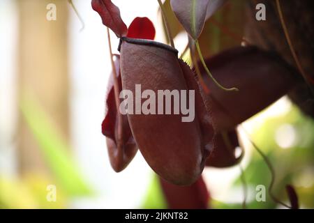 Eine Nahaufnahme von Nepenthes mirabilis, einer gewöhnlichen Sumpfkrug-Pflanze, einer tropischen Krug-Pflanze. Stockfoto