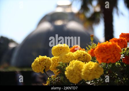 Eine Nahaufnahme von Tagetes erecta, mexikanischen Ringelblumen im Garten. Ausgewählter Fokus. Stockfoto