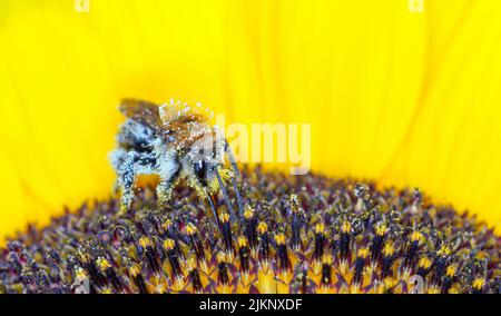 Nahaufnahme einer Biene, die eine Sonnenblume bestäubt Stockfoto