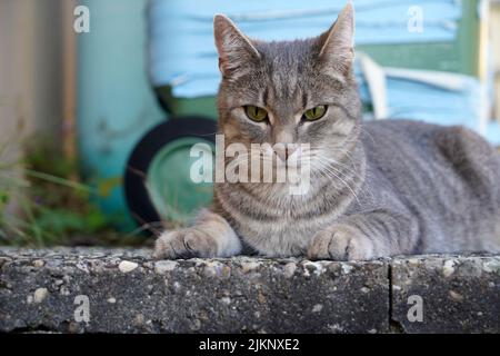Eine Nahaufnahme einer entzückenden grau gestreiften Katze mit einem wütenden Blick Stockfoto
