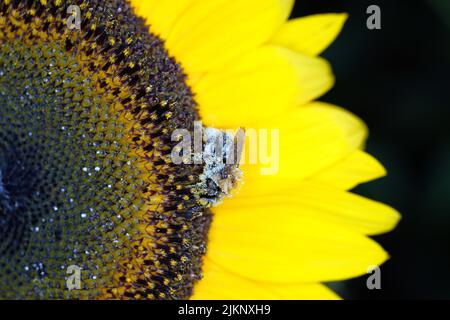 Nahaufnahme einer Biene, die eine Sonnenblume bestäubt Stockfoto