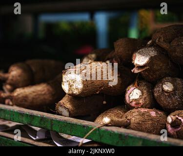 Eine Nahaufnahme von Manihot esculenta, im Laden auch Manihot esculenta genannt. Ausgewählter Fokus. Costa Rica. Stockfoto