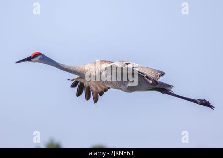 Ein Foto eines Sandhügelkrans, der über den Myakka River State Park fliegt Stockfoto