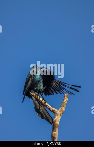 Eine vertikale Aufnahme eines mit einem Boot schwänzigen Grackels, der seine Federn auf einem Ast unter blauem Himmel putzt Stockfoto