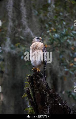 Eine vertikale Aufnahme eines rot-schulterten Hawks in einem Baum Stockfoto