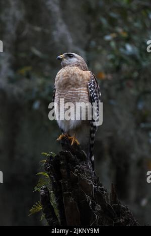 Eine vertikale Aufnahme eines rot-schulterten Hawks in einem Baum Stockfoto