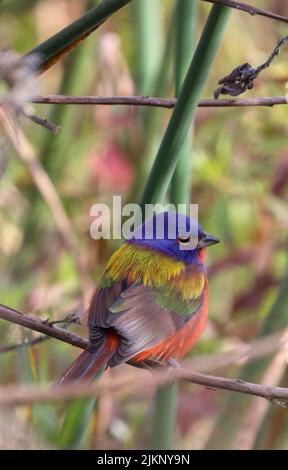 Eine flache Aufnahme eines niedlichen Painted Bunting auf einem Zweig in einem Busch Stockfoto