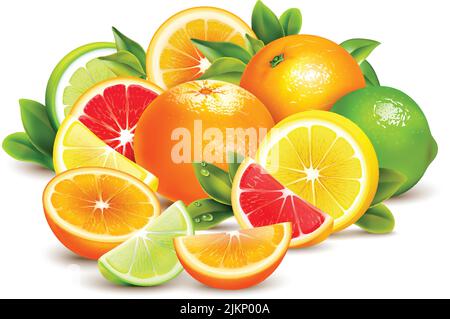 Zitrusfrüchte ganze Hälften und Viertel farbenfrohe Komposition mit Limette Zitrone Grapefruit und Orangen realistische Vektor-Illustration Stock Vektor