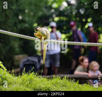 Eine Nahaufnahme eines schwarzen Eichhörnchen-Affen an einem Seil, der ein Insekt gegen Zoogäste isst Stockfoto