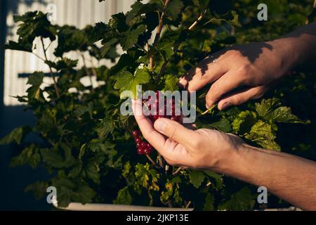 Der Bauer pflückt mit den Händen Johannisbeeren aus dem Busch. Ein kleiner Bauernhof. Vorderansicht. Stockfoto