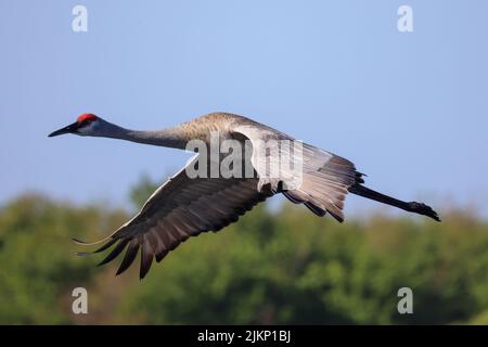 Ein selektiver Fokus eines Sandhill Crane im Flug über den Myakka River State Park Stockfoto