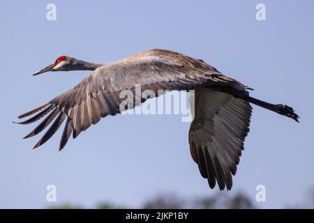 Nahaufnahme eines Sandhill Crane im Flug über den Myakka River State Park am blauen Himmel Stockfoto