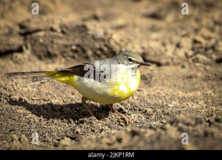 Eine Nahaufnahme einer schönen Graustelze auf dem Boden Stockfoto