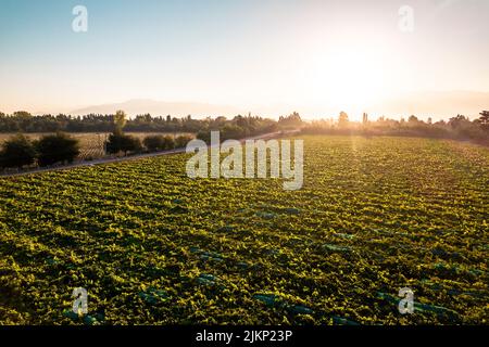 Der wunderschöne Sonnenuntergang über dem großen grünen Feld in Paine, Chile Stockfoto