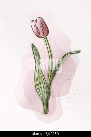 Moderne Kunst mit rosa Tulpe im Aquarellstil. Stock Vektor
