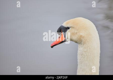 Nahaufnahme eines weißen Schwans, der auf einem ruhigen Teich schwimmt Stockfoto