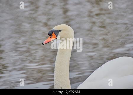 Nahaufnahme eines weißen Schwans, der auf einem ruhigen Teich schwimmt Stockfoto