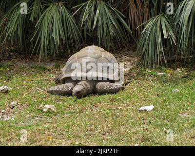 Eine wunderschöne Aufnahme einer riesigen Schildkröte von aldabra, die in ihrem Gehege im Zoo in hellem Sonnenlicht auf dem grünen Gras liegt Stockfoto