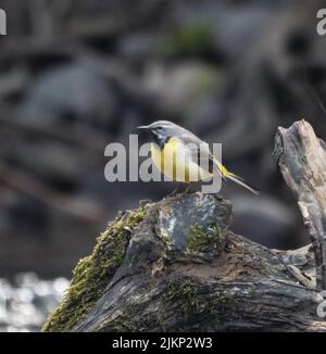 Eine flache Aufnahme einer Graustelze (Motacilla cinerea), die auf einem gebrochenen Baumstumpf steht Stockfoto