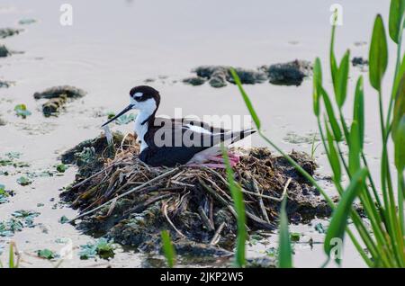 Eine Nahaufnahme eines Schwarzflügelstelzen (Himantopus himantopus), der auf dem Nest sitzt Stockfoto