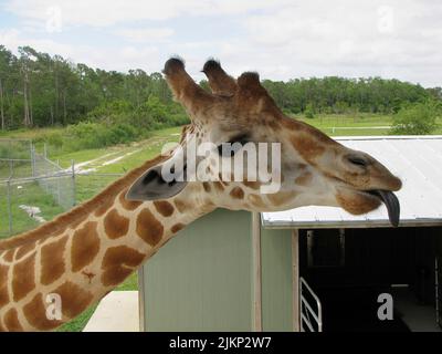 Nahaufnahme einer nördlichen Giraffe im Park mit einem bewölkten Himmel und einem grünen Feld im Hintergrund Stockfoto