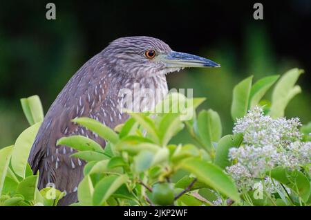 Makroansicht eines Schwarzkronenreiher (Nycticorax nycticorax) mit einem langen Schnabel hinter den Blättern Stockfoto