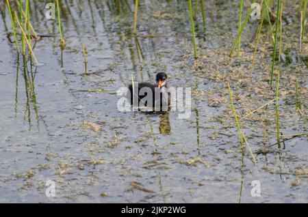 Ein einsamer schwarzer Eurasischer Ruß (Fulica atra), der mit trockenem Gras im Teich schwimmend ist Stockfoto