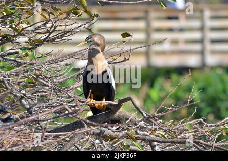 Eine wunderschöne Aufnahme eines Anhinga-Vogels, der an einem schönen sonnigen Tag mit verschwommenem Hintergrund auf einem Baumzweig im Park thront Stockfoto