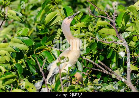 Eine wunderschöne Aufnahme eines Anhinga-Vogels, der an einem schönen sonnigen Tag mit verschwommenem Hintergrund auf einem Baumzweig im Park thront Stockfoto