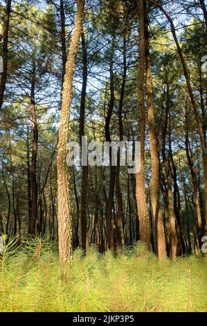 Eine vertikale Aufnahme von hohen Bäumen im Pinienwald in Extremadura, Spanien Stockfoto