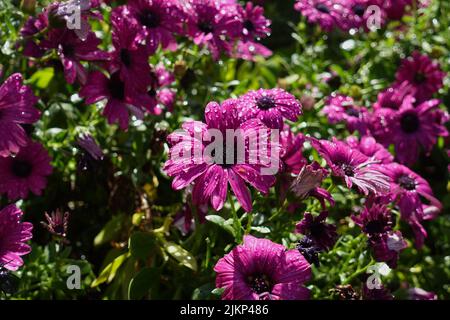 Ein Feld mit taufig frischen osteospermum- oder afrikanischen Gänseblümchen Stockfoto