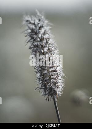 Eine flache Fokusaufnahme einer trifolium-Arvense-Pflanze im Garten an einem sonnigen Tag mit verschwommenem Hintergrund Stockfoto