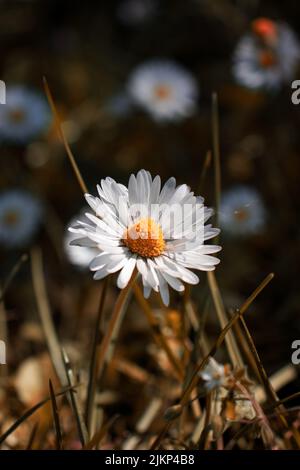 Eine selektive Fokusaufnahme einer gemeinen Gänseblümchen im Garten bei hellem Sonnenlicht mit unscharfem Hintergrund Stockfoto