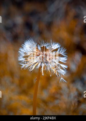 Eine Makrofokus-Aufnahme eines Wassertropfes auf dem Stamm eines gewöhnlichen Dandelions im Garten an einem sonnigen Tag mit verschwommenem Hintergrund Stockfoto