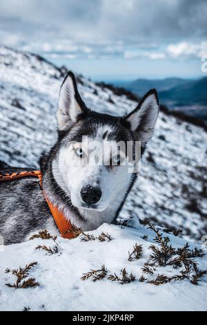 Hund in den Bergen mit Schnee Stockfoto