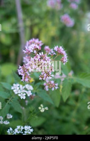Im Garten blühende Oranganoblume Stockfoto