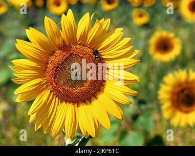 Nahaufnahme einer Sonnenblumenblüte mit einer Hummel darauf in einem Sonnenblumenfeld Stockfoto