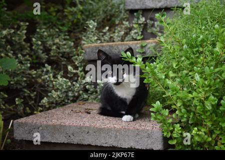 Eine Nahaufnahme eines Smoking-Kätzchens, das auf einer Treppe im Freien sitzt und die Kamera anschaut Stockfoto