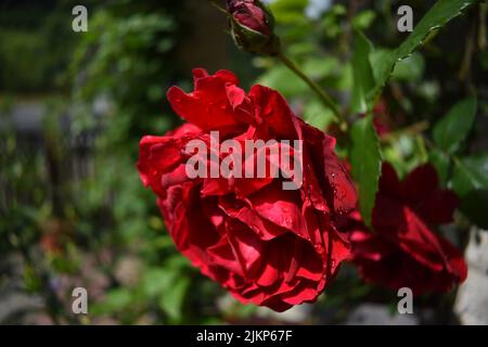 Eine Nahaufnahme einer schönen roten Rose, die im Garten in hellem Sonnenlicht mit verschwommenem Hintergrund blüht Stockfoto