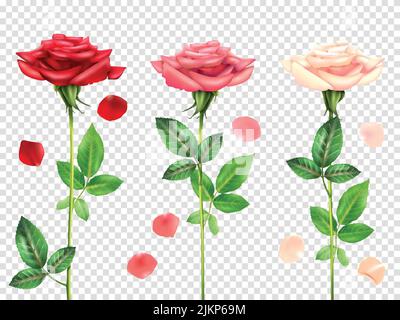 Drei schöne rote und rosa Rosen und Blütenblätter isoliert gesetzt Auf transparentem Hintergrund realistische Vektordarstellung Stock Vektor