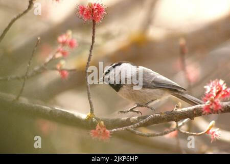 Eine schöne Aufnahme von Bergkicheradae auf einem Zweig Stockfoto