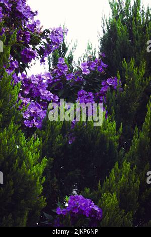 Eine schöne Aufnahme von Jacaranda inmitten von grünen Sträuchern Stockfoto