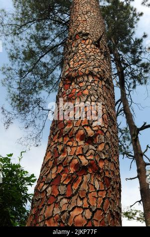 Rinde von Pinus Pinaster, Seekiefer Stockfoto