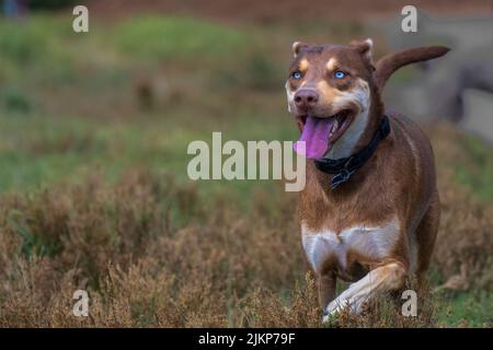 EIN BRAUNER UND WEISSER MISCHLINGSHUND MIT BRGUTH-WEISSEN AUGEN LÄUFT DURCH DAS GELÄNDE DES MARYMOOR PARK IN REDMOND WASHINGTON Stockfoto