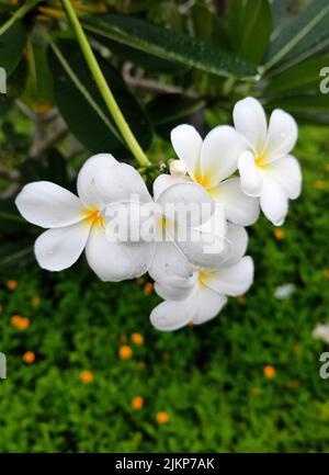 Eine vertikale Nahaufnahme von niedlichen weißen Blumen (Plumeria Pudica) Stockfoto