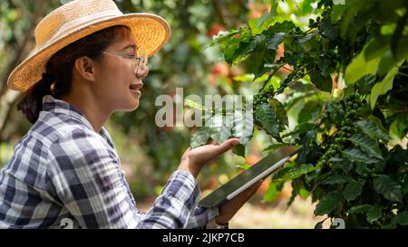 Frau Landwirt überprüfen arabica-Kaffeebohnen mit Tablette Landwirt Beeren mit landwirtschaftlichen Händen Robusta arabica-Kaffeebeeren mit Gia Lai, Vietnam Stockfoto