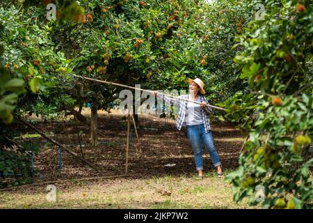 Ernte Rambutan von Smart Woman Farmer in Rambutan Obst Bio-Bauernhof Stockfoto