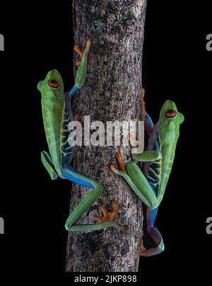 Die vertikale Aufnahme von zwei rotäugigen Baumfröschen auf dem Stamm des Baumes Stockfoto