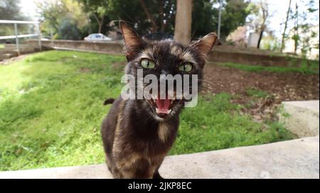 Ein Porträt einer wütenden Kurzhaarkatze, die auf einer Steinbank im Garten steht und die Kamera anschaut Stockfoto